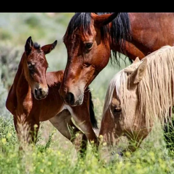 Morning Coffee With @bascalcat - Picture 14 of 15